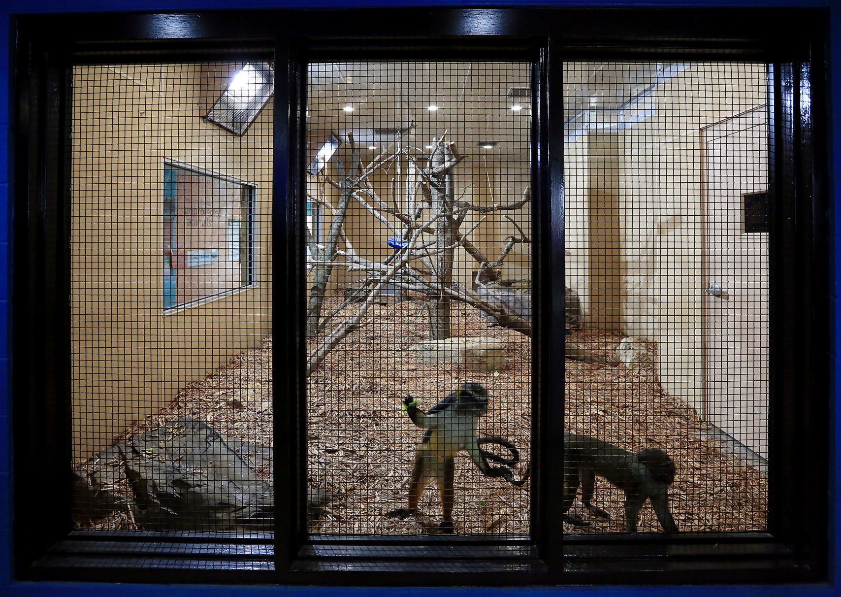 041819-mda-nws-primates-004